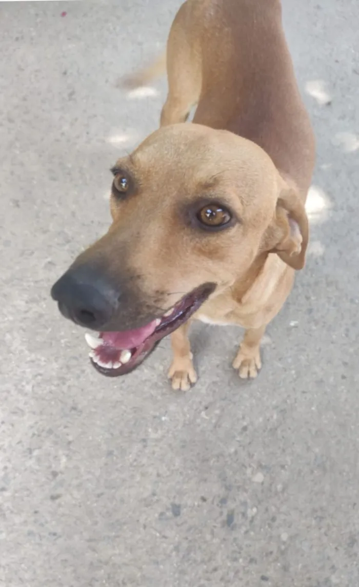 Cachorro raça SRD-ViraLata idade 2 anos nome Dourado