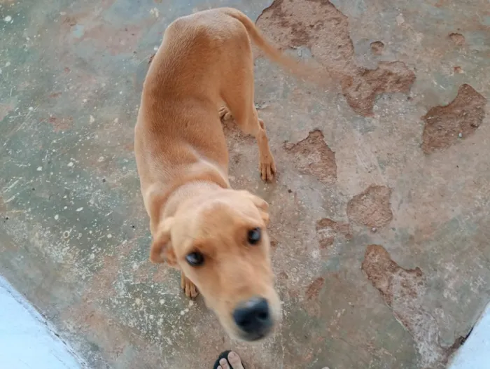 Cachorro raça SRD-ViraLata idade 7 a 11 meses nome Betoven