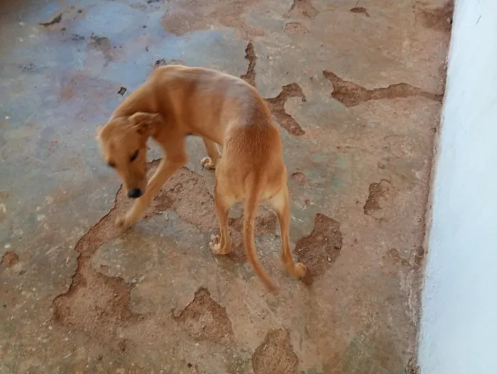 Cachorro raça SRD-ViraLata idade 7 a 11 meses nome Betoven