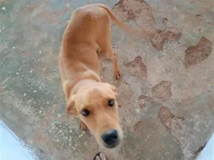 Cachorro raça SRD-ViraLata idade 7 a 11 meses nome Betoven
