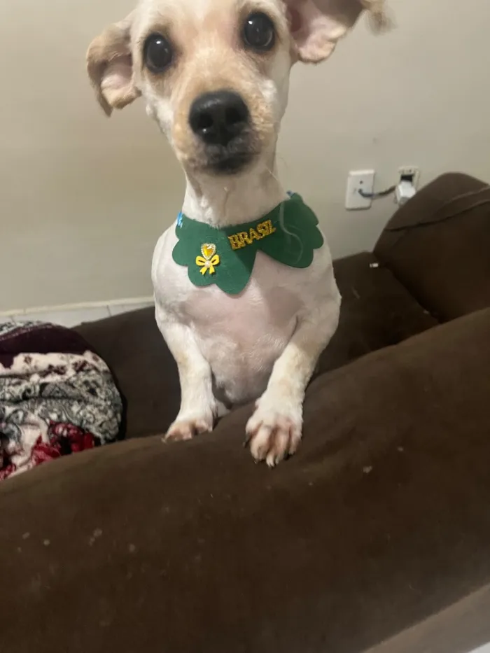 Cachorro raça SRD-ViraLata idade 1 ano nome Kiara