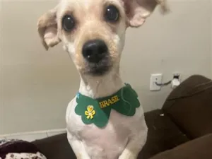 Cachorro raça SRD-ViraLata idade 1 ano nome Kiara