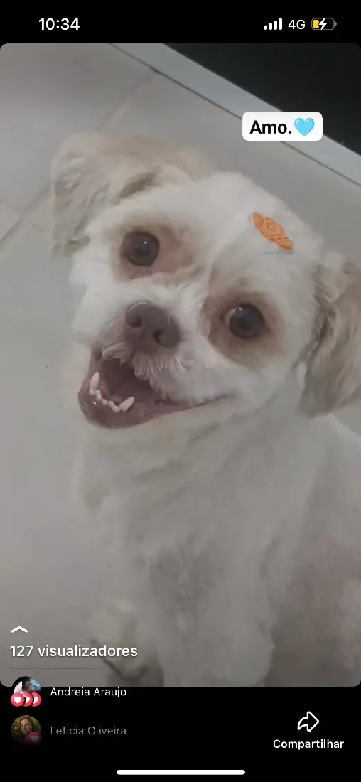 Cachorro raça Shitzu idade 5 anos nome Theo