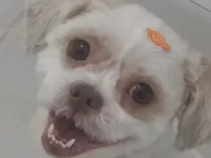 Cachorro raça Shitzu idade 5 anos nome Theo