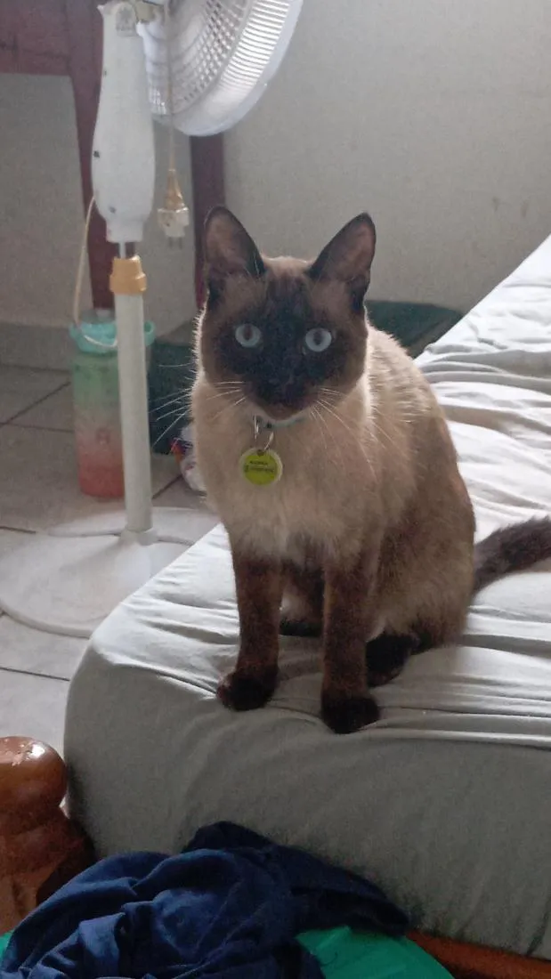 Gato raça Siamês idade 1 ano nome Albertho