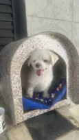 Toby