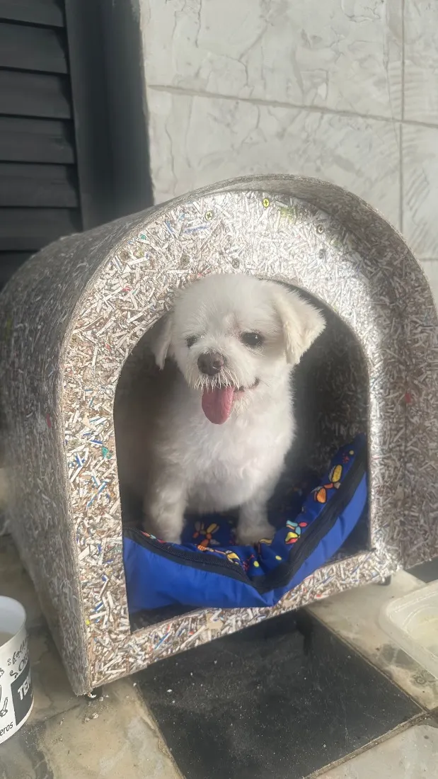 Cachorro raça Maltês idade 6 ou mais anos nome Toby