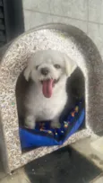 Toby