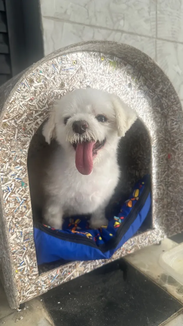 Cachorro raça Maltês idade 6 ou mais anos nome Toby