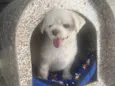 Toby