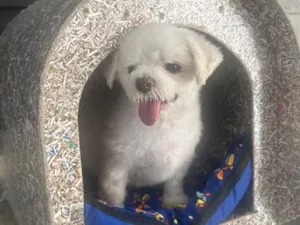 Cachorro raça Maltês idade 6 ou mais anos nome Toby