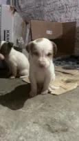 docinho