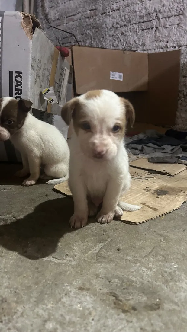 Cachorro raça SRD-ViraLata idade 2 a 6 meses nome docinho