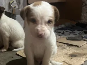 Cachorro raça SRD-ViraLata idade 2 a 6 meses nome docinho