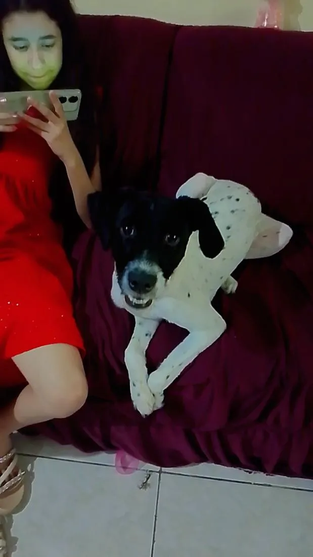 Cachorro raça SRD-ViraLata idade 2 a 6 meses nome duda