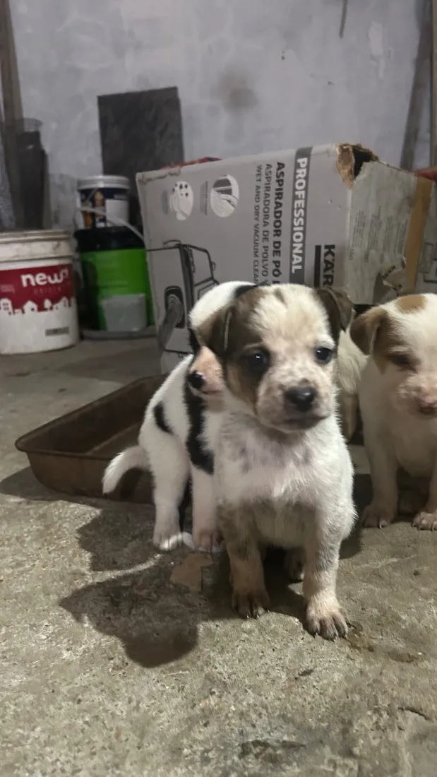 Cachorro raça SRD-ViraLata idade 2 a 6 meses nome Mári