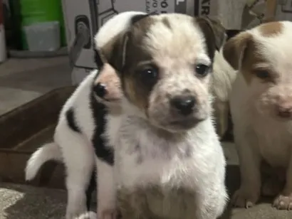 Cachorro raça SRD-ViraLata idade 2 a 6 meses nome Mári