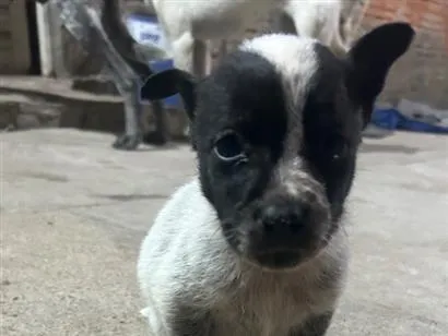 Cachorro raça SRD-ViraLata idade 2 a 6 meses nome Carito 