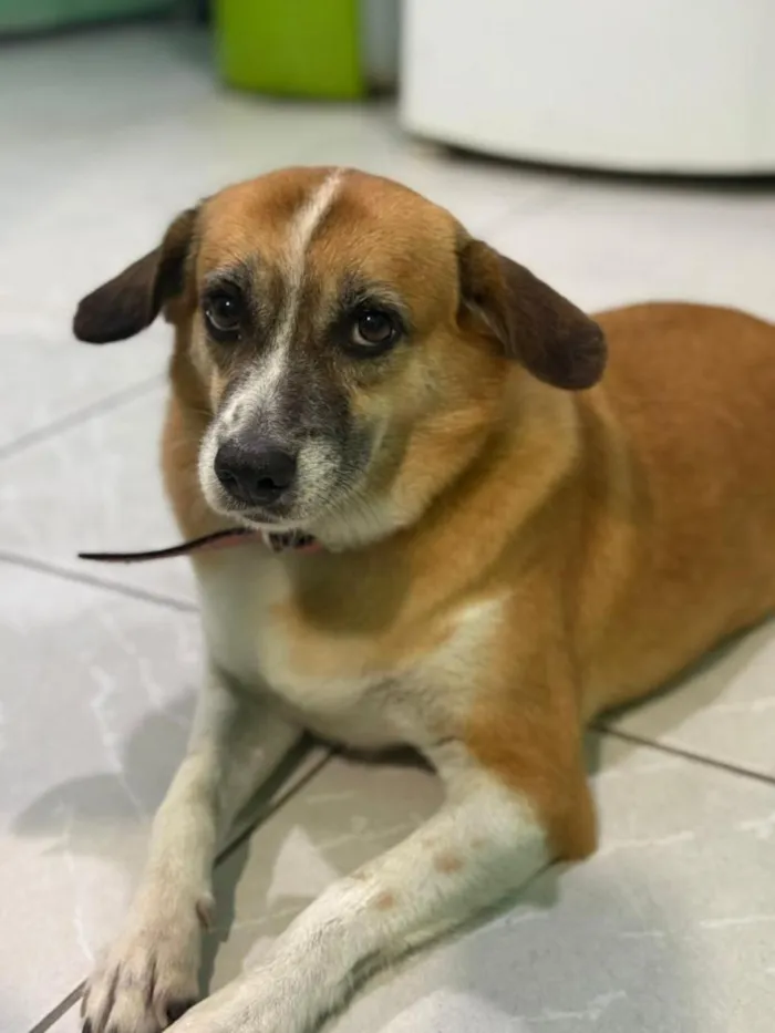 Cachorro raça SRD-ViraLata idade 6 ou mais anos nome Baleia