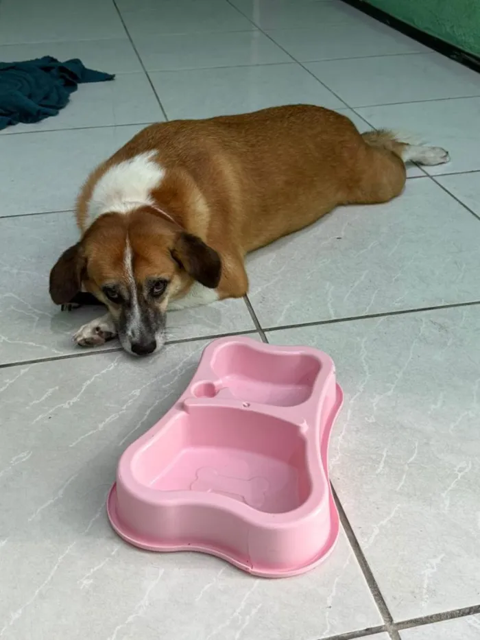 Cachorro raça SRD-ViraLata idade 6 ou mais anos nome Baleia