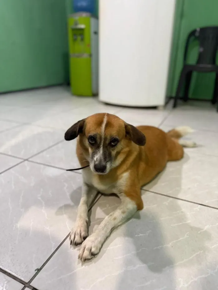 Cachorro raça SRD-ViraLata idade 6 ou mais anos nome Baleia