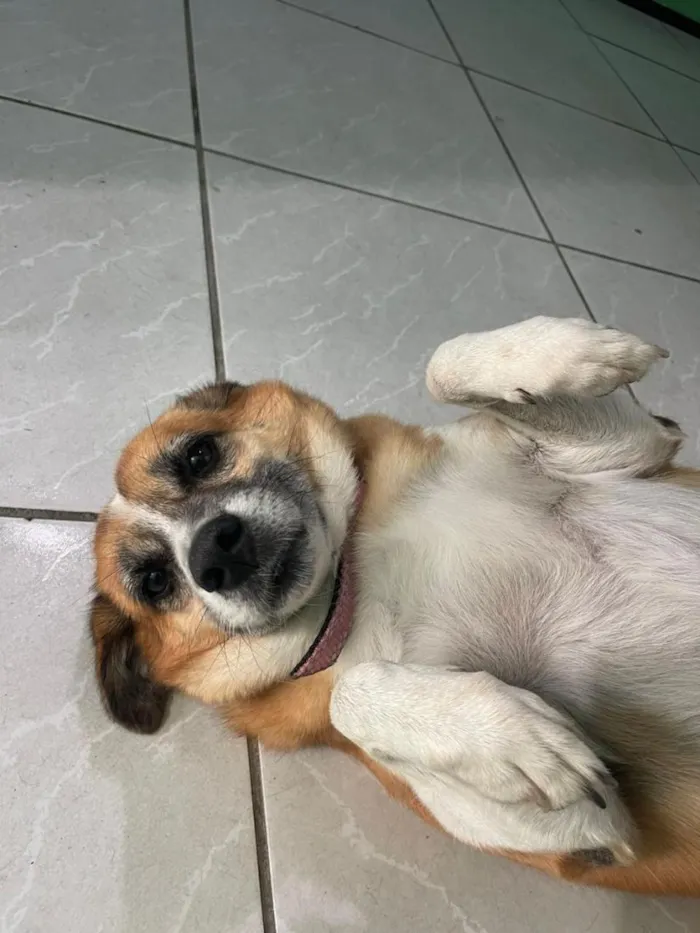 Cachorro raça SRD-ViraLata idade 6 ou mais anos nome Baleia