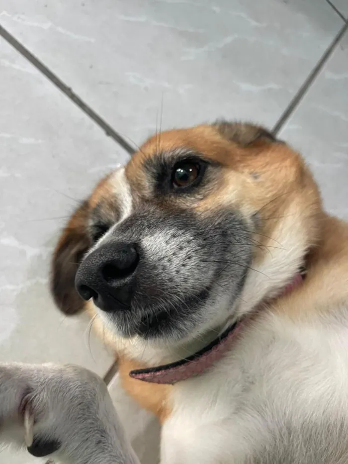 Cachorro raça SRD-ViraLata idade 6 ou mais anos nome Baleia
