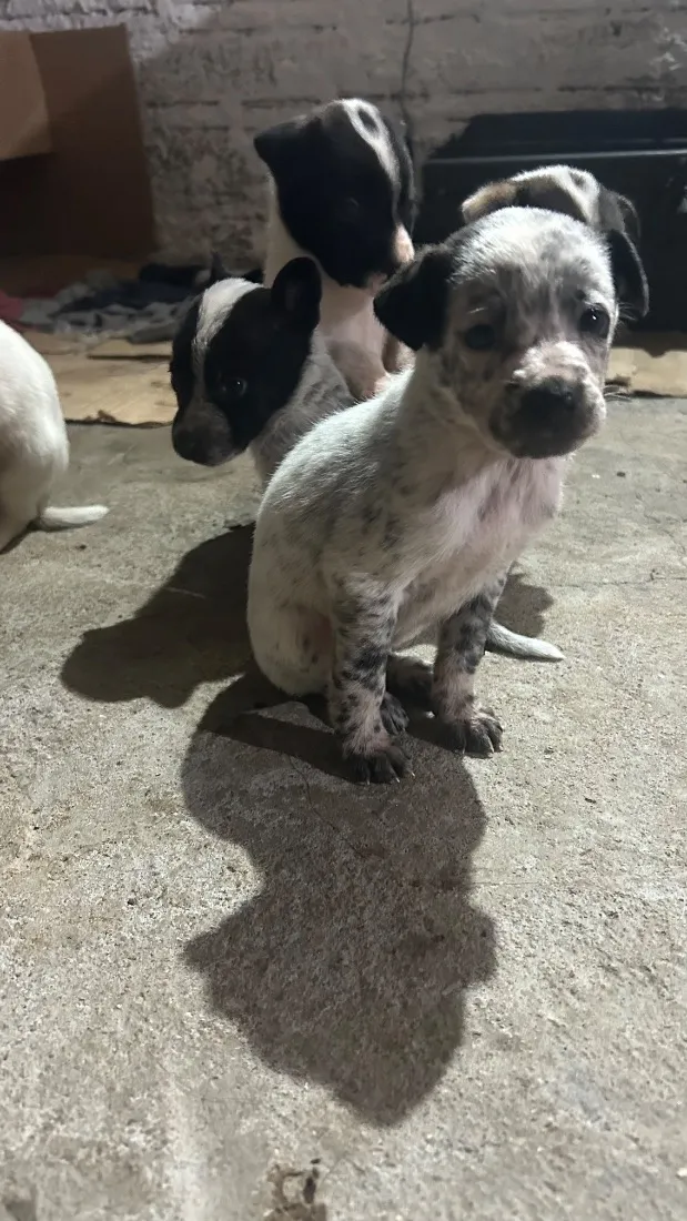 Cachorro raça SRD-ViraLata idade 2 a 6 meses nome Maria
