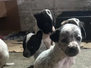 Cachorro raça SRD-ViraLata idade 2 a 6 meses nome Maria