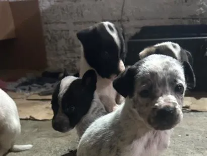 Cachorro raça SRD-ViraLata idade 2 a 6 meses nome Maria
