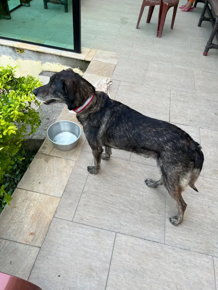 Cachorro raça SRD-ViraLata idade 5 anos nome Lobinho 