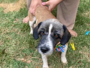 Cachorro raça SRD-ViraLata idade 2 anos nome Stark