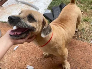 Cachorro raça SRD-ViraLata idade 2 anos nome Capivara