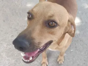 Cachorro raça SRD-ViraLata idade 2 anos nome Dourado