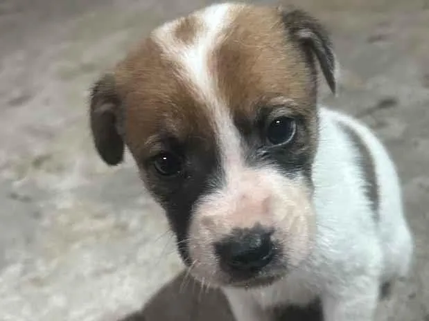 Cachorro raça SRD-ViraLata idade 2 a 6 meses nome Max