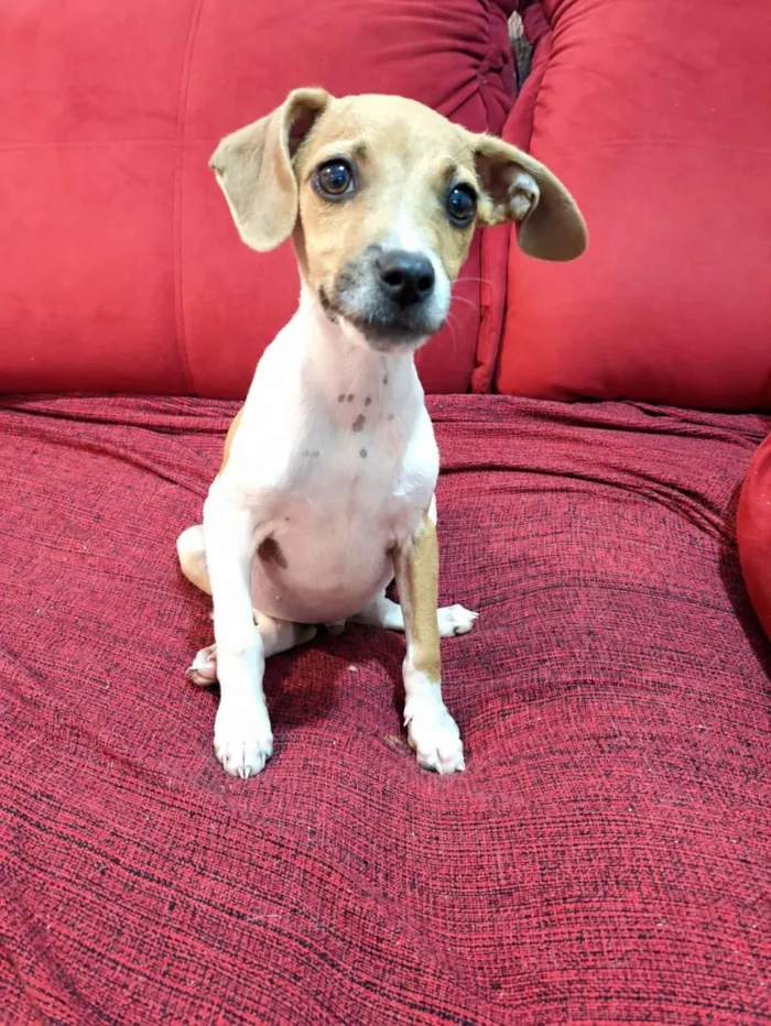 Cachorro raça SRD-ViraLata idade Abaixo de 2 meses nome Cristiano Ronaldo