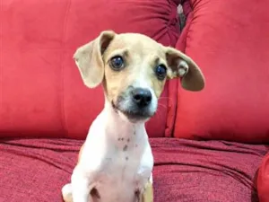 Cachorro raça SRD-ViraLata idade Abaixo de 2 meses nome Cristiano Ronaldo