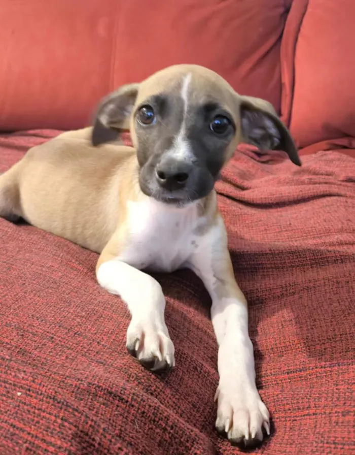 Cachorro raça SRD-ViraLata idade Abaixo de 2 meses nome Letícia 