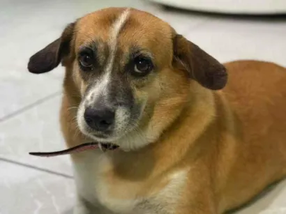 Cachorro raça SRD-ViraLata idade 6 ou mais anos nome Baleia