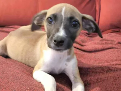 Cachorro raça SRD-ViraLata idade Abaixo de 2 meses nome Letícia 