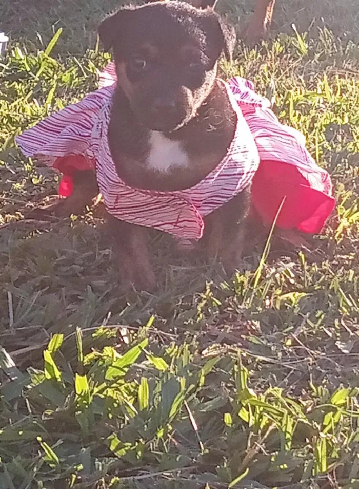 Cachorro raça SRD-ViraLata idade 2 a 6 meses nome Kiara 