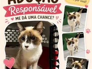 Gato raça SRD-ViraLata idade 1 ano nome Sem nome 