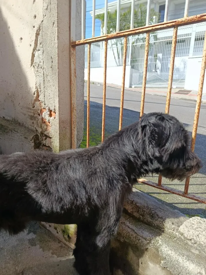 Cachorro raça SRD-ViraLata idade 7 a 11 meses nome Scooby