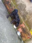 Scooby