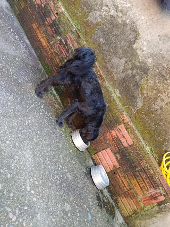 Cachorro raça SRD-ViraLata idade 7 a 11 meses nome Scooby
