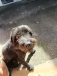 Scooby