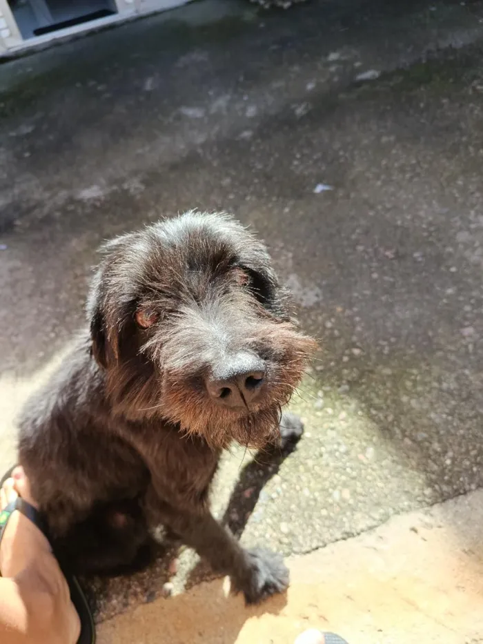 Cachorro raça SRD-ViraLata idade 7 a 11 meses nome Scooby