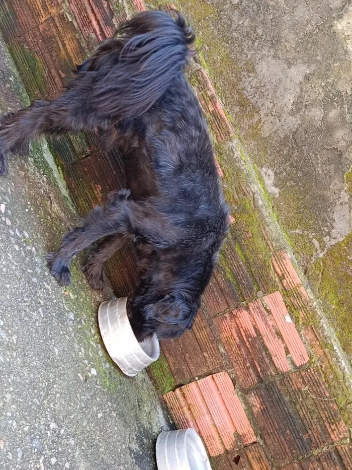 Cachorro raça SRD-ViraLata idade 7 a 11 meses nome Scooby