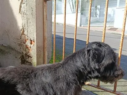Cachorro raça SRD-ViraLata idade 7 a 11 meses nome Scooby