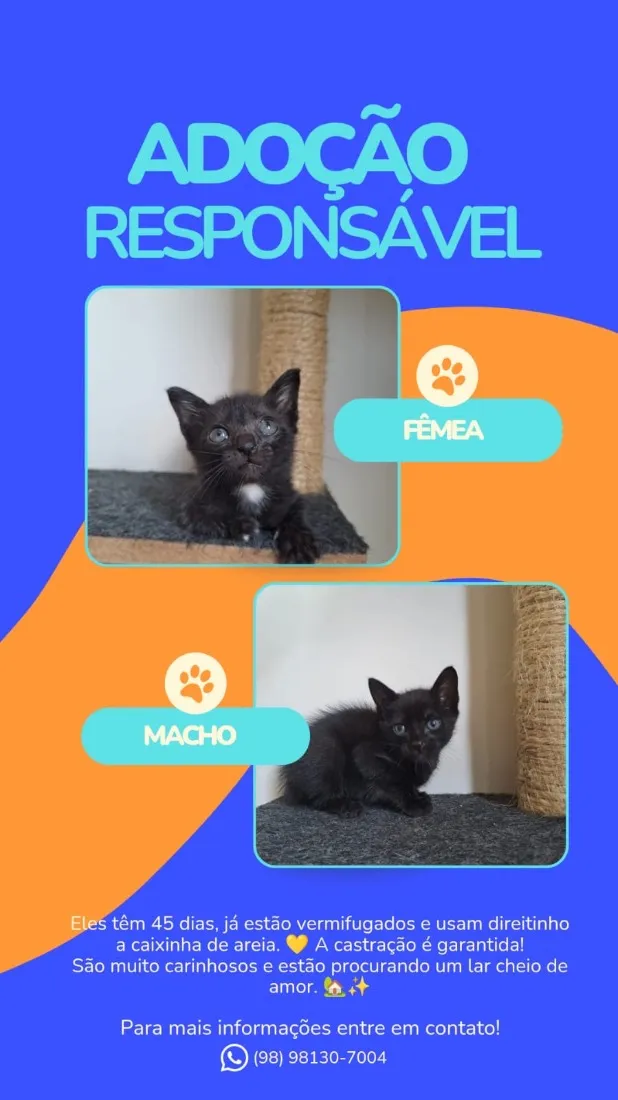Gato raça SRD-ViraLata idade Abaixo de 2 meses nome Ambos sem nome 